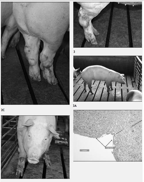 Mycoplasma hyosynoviae A Case Study: Quantitative assessment of incidence and severity across time alongside a diagnostic monitoring plan and intervention - Image 2
