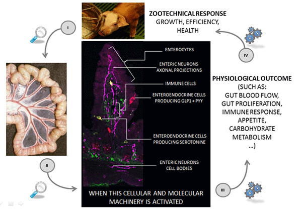 Role of the gut physiology in animal feeding - Image 1