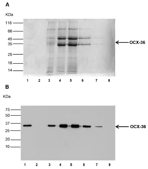 Ovocalyxin-36 Is a Pattern Recognition Protein in Chicken Eggshell Membranes - Image 3