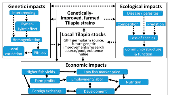 Genetically-Improved Tilapia Strains in Africa: Potential Benefits and Negative Impacts - Image 1