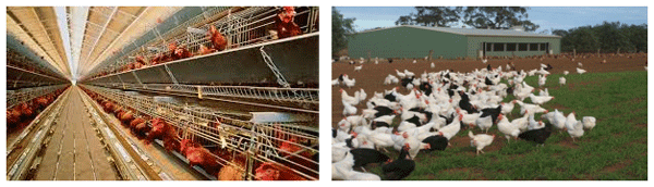 Animal Welfare in Poultry (Part III) - Image 4