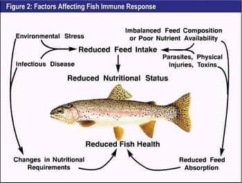 Role of Vitamin-C and Multivitamin Diets for Enhacement of Immunity, Growth and Biological Performance in Shrimps/ Fishes - Image 1