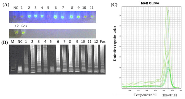 Direct detection of Marek’s disease virus in poultry dust by loop-mediated isothermal amplification - Image 3