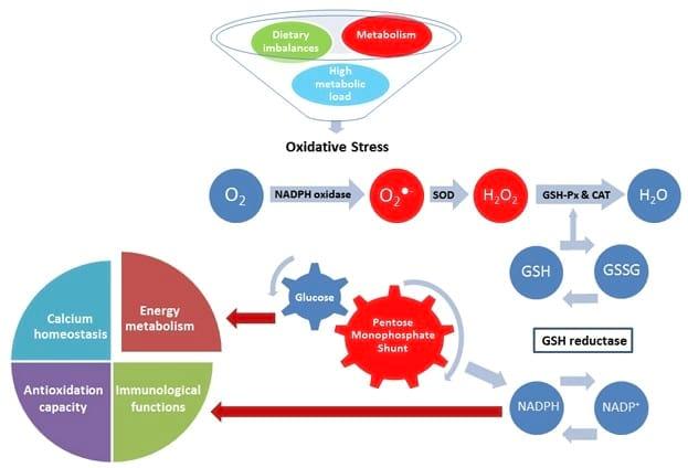 Oxidative stress in ruminants: enhancing productivity through antioxidant supplementation - Image 1