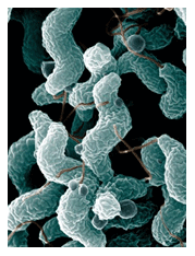 Campylobacter control in poultry - Image 1