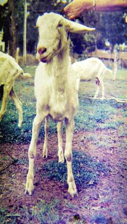 What Disease Does This to Goats? - Image 2