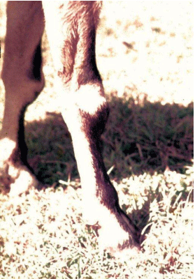 What Disease Does This to Goats? - Image 4
