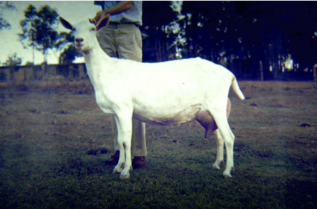 What Disease Does This to Goats? - Image 1