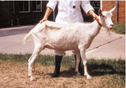 Johne’s Disease in Goats - Image 2