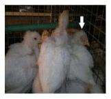 Impact of Serratiopeptidase Treatment on Performance and Health Parameters in Broiler Chickens - Image 9