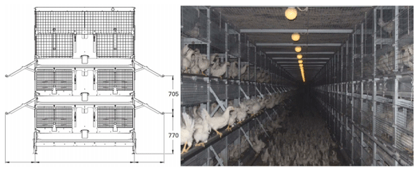 Early life in a barren environment adversely affects spatial cognition in laying hens (Gallus gallus domesticus) - Image 1