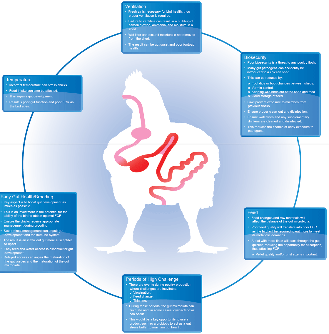 Gut Health in Poultry - The World Within - Image 11
