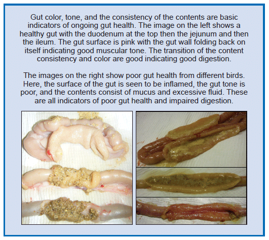 Gut Health in Poultry - The World Within - Image 9