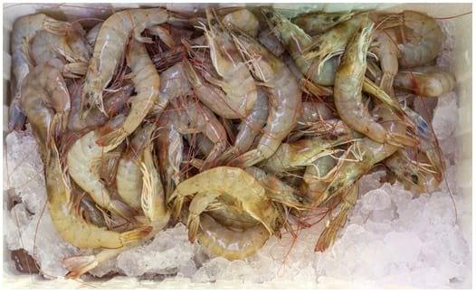 XTRACT® Shrimp improves performance and resistance to disease in Pacific white shrimps - Image 1