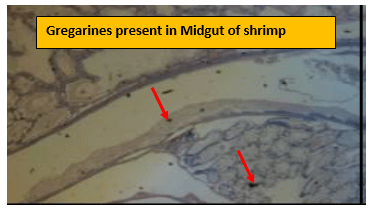 Severity of White Feces Syndrome, White Gut Disease and White Muscle Disease in Vannamei Shrimps And Control Measures - Image 3
