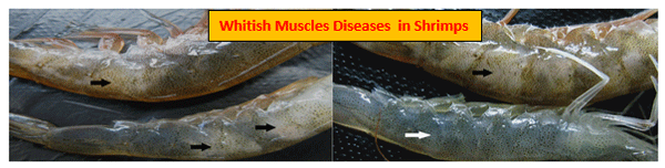 Severity of White Feces Syndrome, White Gut Disease and White Muscle Disease in Vannamei Shrimps And Control Measures - Image 5