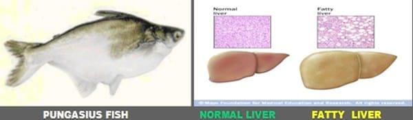 Major Non Infectious Diseases in Catfishes and their preventive measures - Image 4