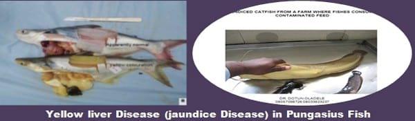Major Non Infectious Diseases in Catfishes and their preventive measures - Image 5