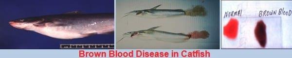 Major Non Infectious Diseases in Catfishes and their preventive measures - Image 3