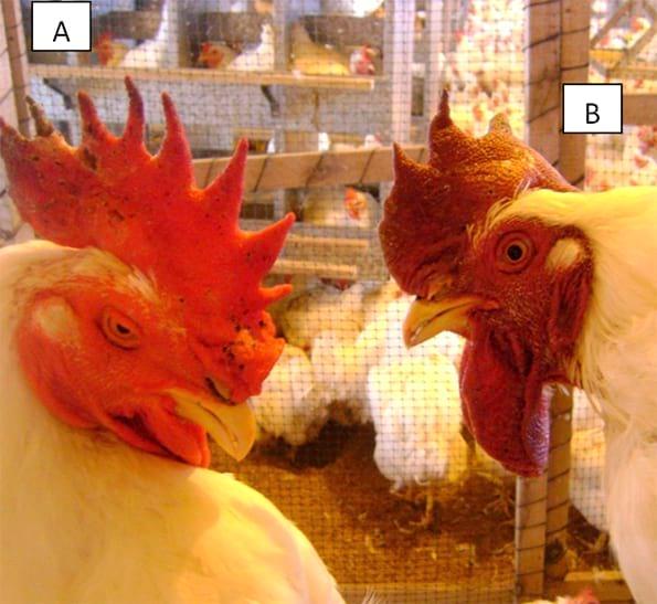 Fowl Cholera in poultry - Image 2