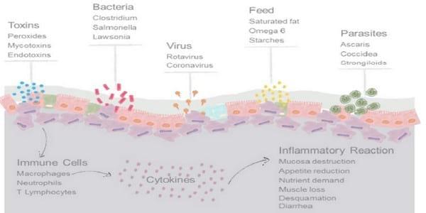 Inflammation – causes, mechanisms and counteraction - Image 1