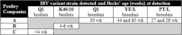 Multi-strain infection by infectious bronchitis variant viruses in broiler and breeder flocks in Latin America - Image 1