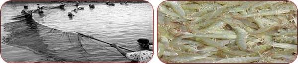 Management Practice of Vannamei Shrimp culture ponds with High Stocking Density & Zero Water Exchange in Purba Medinapur Dist.of W.Bengal, India, in relation to Growth, Survivals and Water quality - Image 8