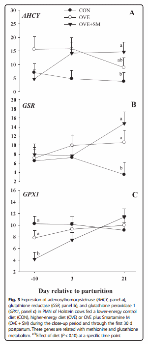 Peripartal rumen-protected methionine supplementation to higher energy diets elicits positive effects on blood neutrophil gene networks, performance and liver lipid content in dairy cows - Image 8