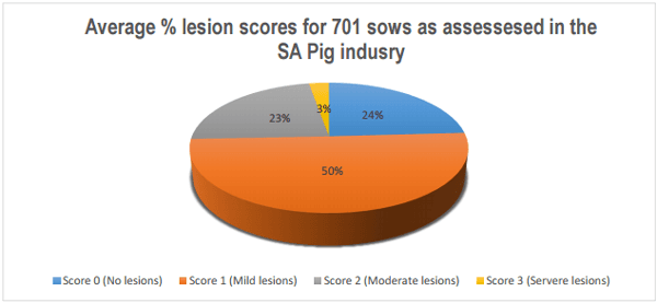 Sow lameness overview in the South African pig industry - Image 2