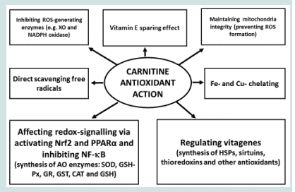 Carnitine Enigma: From Antioxidant Action to Vitagene Regulation. Part 1. Absorption, Metabolism, and Antioxidant Activities - Image 3