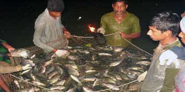 Bangladesh: Improving productivity of tilapia in ponds - Image 2
