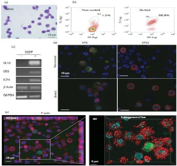 Marek’s disease virus undergoes complete morphogenesis after reactivation in a T-lymphoblastoid cell line transformed by recombinant fluorescent marker virus - Image 2