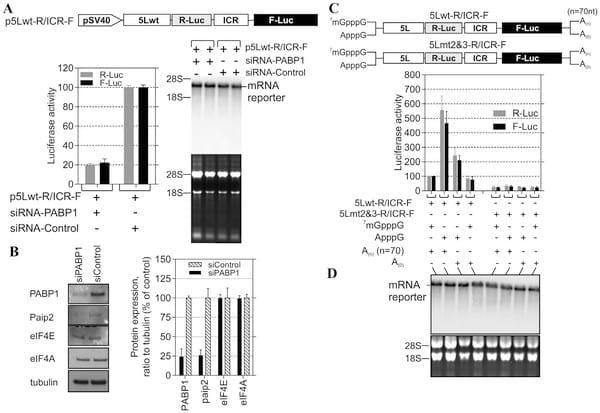 Poly(A) Binding Protein 1 Enhances Cap-Independent Translation Initiation of Neurovirulence Factor from Avian Herpesvirus - Image 3