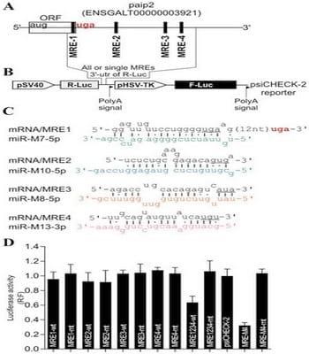 Poly(A) Binding Protein 1 Enhances Cap-Independent Translation Initiation of Neurovirulence Factor from Avian Herpesvirus - Image 5
