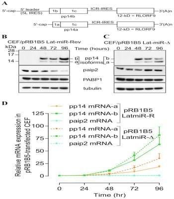 Poly(A) Binding Protein 1 Enhances Cap-Independent Translation Initiation of Neurovirulence Factor from Avian Herpesvirus - Image 6