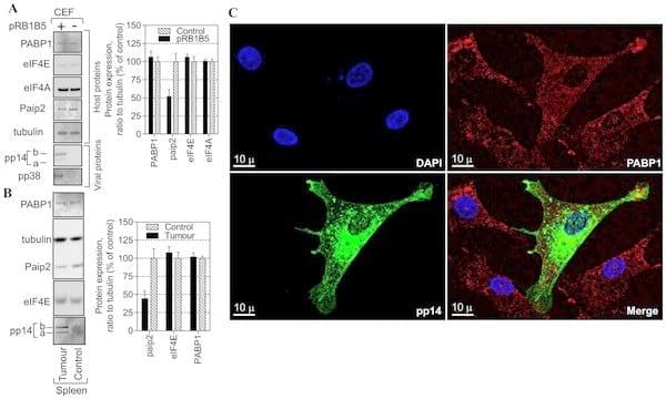 Poly(A) Binding Protein 1 Enhances Cap-Independent Translation Initiation of Neurovirulence Factor from Avian Herpesvirus - Image 4