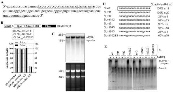 Poly(A) Binding Protein 1 Enhances Cap-Independent Translation Initiation of Neurovirulence Factor from Avian Herpesvirus - Image 1