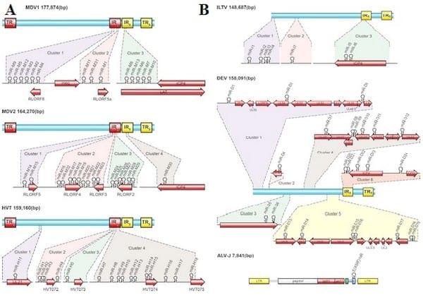 Role of Virus-Encoded microRNAs in Avian Viral Diseases - Image 2