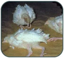 Rickets & Metabolic Bone Disease In Growing Poultry - Image 1