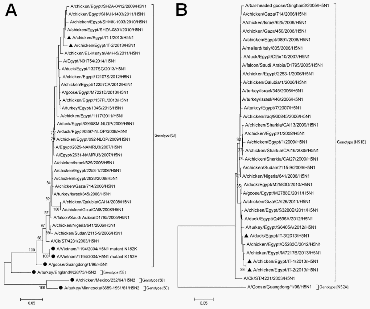 Pathogenicity of Highly Pathogenic Avian Influenza Virus H5N1 in Naturally Infected Poultry in Egypt - Image 11