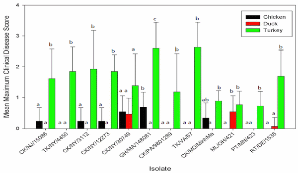 The pathogenesis of low pathogenicity H7 avian influenza viruses in chickens, ducks and turkeys - Image 1