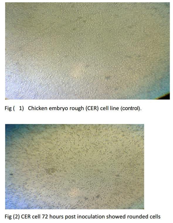 Serological and molecular studies on avian leucosis virus in broiler chicken in Egypt - Image 6
