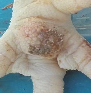 Study of animal welfare through analysis and comparison of the presence of foot pad dermatitis in broilers raised in controlled environments in Brazil and Spain - Image 13