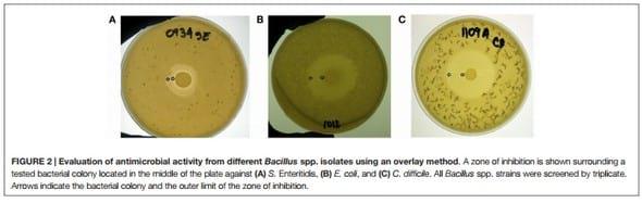 Evaluation and Selection of Bacillus Species Based on Enzyme Production, Antimicrobial Activity, and Biofilm Synthesis as Direct-Fed Microbial Candidates for Poultry - Image 3