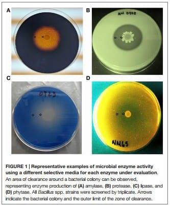 Evaluation and Selection of Bacillus Species Based on Enzyme Production, Antimicrobial Activity, and Biofilm Synthesis as Direct-Fed Microbial Candidates for Poultry - Image 2