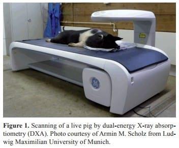 Imaging technologies to study the composition of live pigs: a review - Image 1