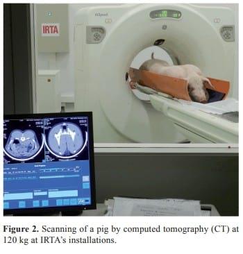 Imaging technologies to study the composition of live pigs: a review - Image 2