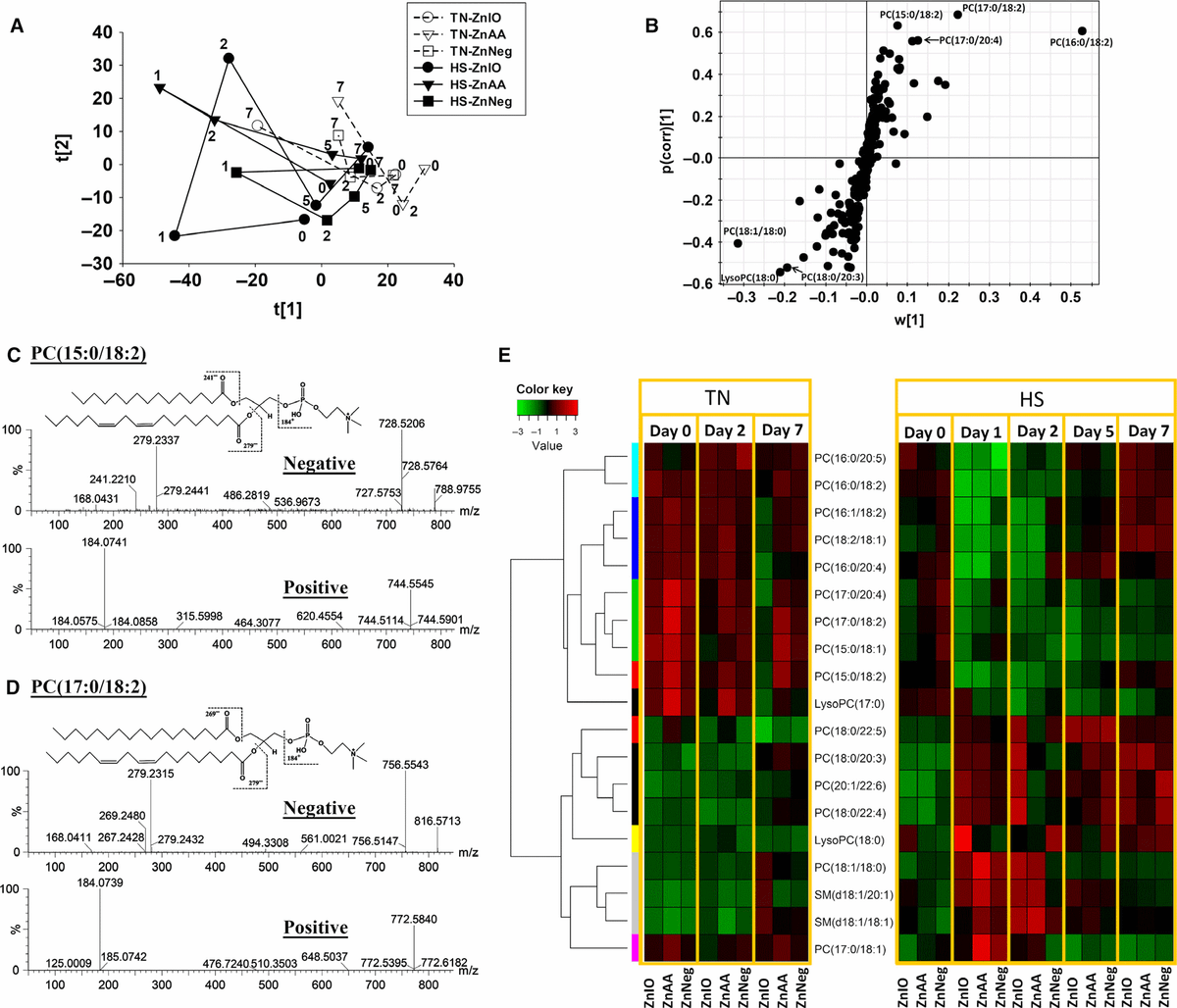 Metabolomics revealed diurnal heat stress and zinc supplementation-induced changes in amino acid, lipid, and microbial metabolism - Image 9