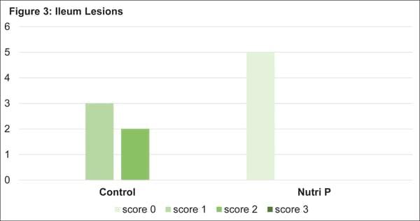 Silvafeed® Nutri P Diet Supplementation Impact on Laying Hens Productive Performance - Image 3