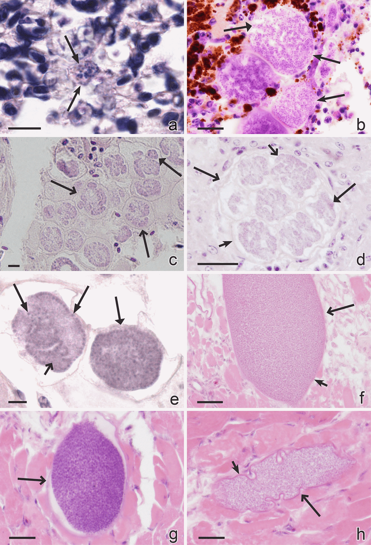 Exo-erythrocytic development of avian malaria and related haemosporidian parasites - Image 9